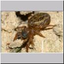 Euophrys frontalis - Springspinne 01b 4mm  Sandgrube.jpg